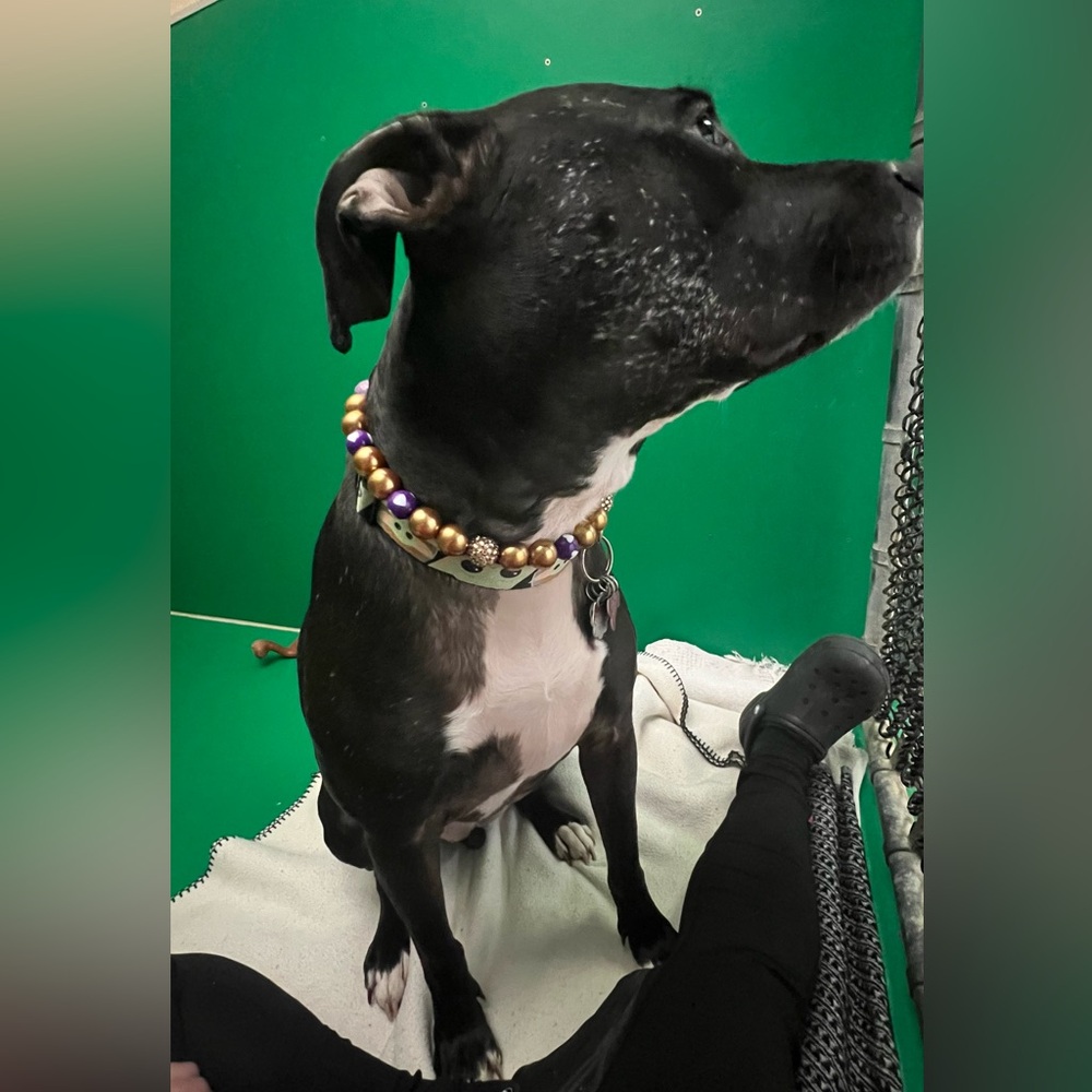 Designer Dog Necklaces - Picture 4 of 13